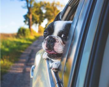 Zu sehen ist Beitragsbild 3 zum Thema: Der perfekte Urlaub mit Hund - Abenteuer mit dem Vierbeiner